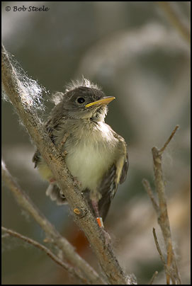 Southwestern Willow Flycatcher (Empidonax traillii extimus)
