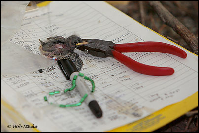 Southwestern Willow Flycatcher (Empidonax traillii extimus)