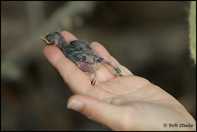 Southwestern Willow Flycatcher (Empidonax traillii extimus)