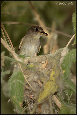 Southwestern Willow Flycatcher (Empidonax traillii extimus)