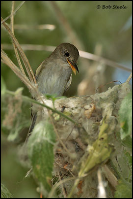 Southwestern Willow Flycatcher (Empidonax traillii extimus)