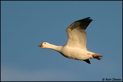 Snow Goose (Chen caerulescens)