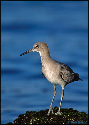 Willet (Catoptrophorus semipalmatus)