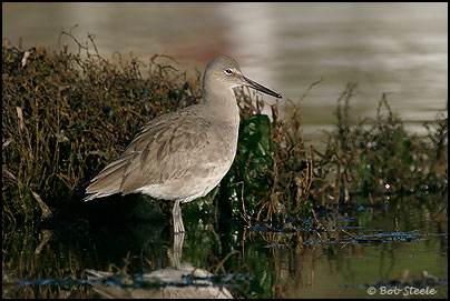 Willet (Catoptrophorus semipalmatus)