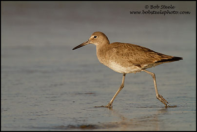 Willet (Catoptrophorus semipalmatus)
