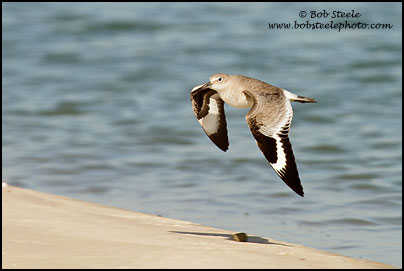 Willet (Catoptrophorus semipalmatus)