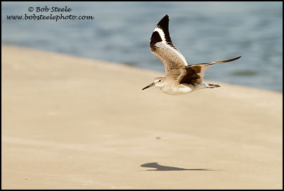 Willet (Catoptrophorus semipalmatus)