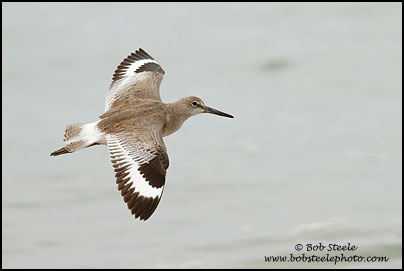 Willet (Catoptrophorus semipalmatus)