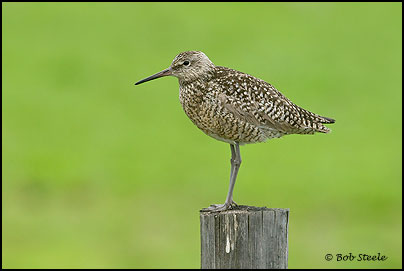 Willet (Catoptrophorus semipalmatus)