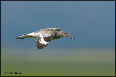 Willet (Catoptrophorus semipalmatus)