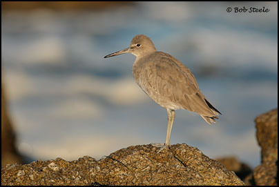 Willet (Catoptrophorus semipalmatus)