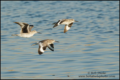 Willet (Catoptrophorus semipalmatus)