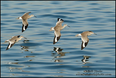 Willet (Catoptrophorus semipalmatus)