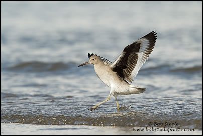 Willet (Catoptrophorus semipalmatus)