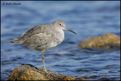 Willet (Catoptrophorus semipalmatus)