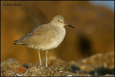 Willet (Catoptrophorus semipalmatus)