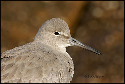 Willet (Catoptrophorus semipalmatus)