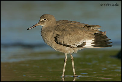Willet (Catoptrophorus semipalmatus)