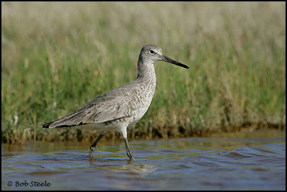 Willet (Catoptrophorus semipalmatus)