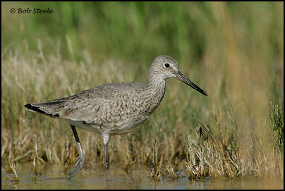 Willet (Catoptrophorus semipalmatus)
