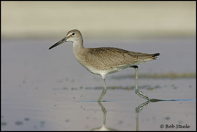Willet (Catoptrophorus semipalmatus)