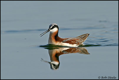 Wilson's Phalarope (Phalaropus tricolor)