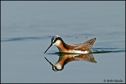 Wilson's Phalarope (Phalaropus tricolor)