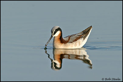 Wilson's Phalarope (Phalaropus tricolor)