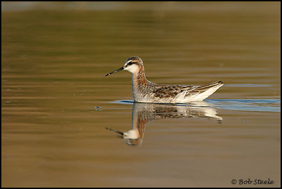 Wilson's Phalarope (Phalaropus tricolor)