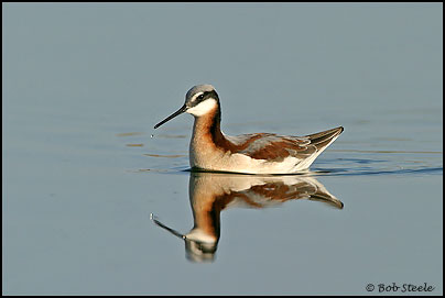 Wilson's Phalarope (Phalaropus tricolor)