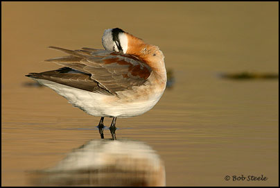 Wilson's Phalarope (Phalaropus tricolor)