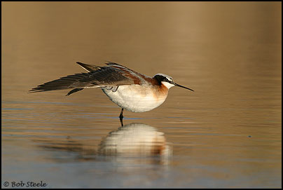 Wilson's Phalarope (Phalaropus tricolor)