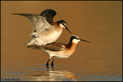 Wilson's Phalarope (Phalaropus tricolor)