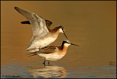 Wilson's Phalarope (Phalaropus tricolor)