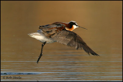 Wilson's Phalarope (Phalaropus tricolor)