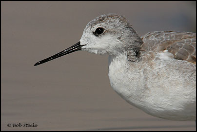 Wilson's Phalarope (Phalaropus tricolor)