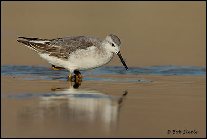 Wilson's Phalarope (Phalaropus tricolor)
