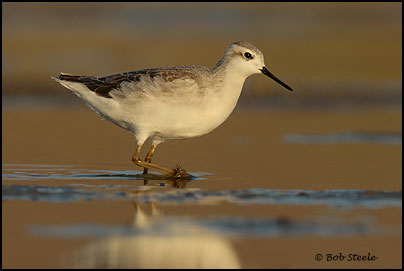 Wilson's Phalarope (Phalaropus tricolor)