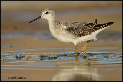 Wilson's Phalarope (Phalaropus tricolor)