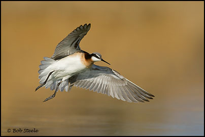 Wilson's Phalarope (Phalaropus tricolor)