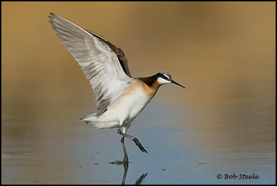 Wilson's Phalarope (Phalaropus tricolor)