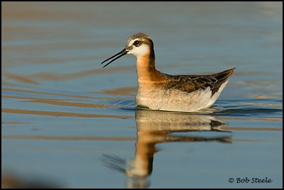 Wilson's Phalarope (Phalaropus tricolor)