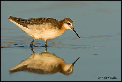 Wilson's Phalarope (Phalaropus tricolor)