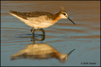Wilson's Phalarope (Phalaropus tricolor)