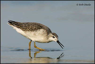 Wilson's Phalarope (Phalaropus tricolor)