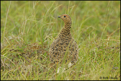 Willow Ptarmigan (Lagopus lagopus)