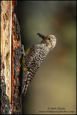 Williamson's Sapsucker (Sphyrapicus thyroideus)
