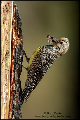 Williamson's Sapsucker (Sphyrapicus thyroideus)