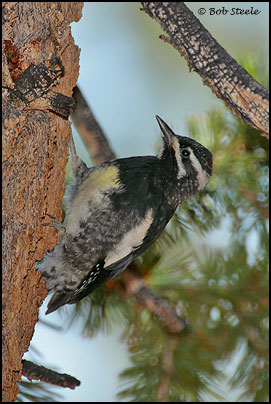 Williamson's Sapsucker (Sphyrapicus thyroideus)