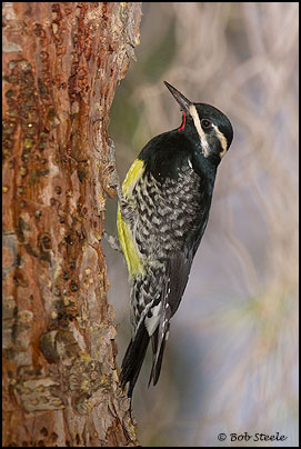 Williamson's Sapsucker (Sphyrapicus thyroideus)
